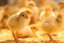 ثبات دون تحرك.. سعر الكتكوت اليوم الخميس 27 نوفمبر 2025 في الأسواق المصرية وأسعار الدواجن